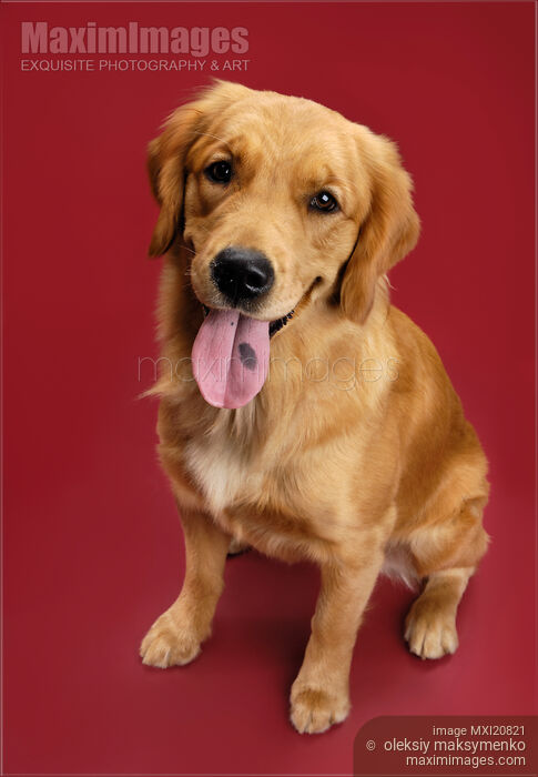 Golden Retriever on Red Stock photo of Golden Retriever on Red Buy commercial use license at MaximImages