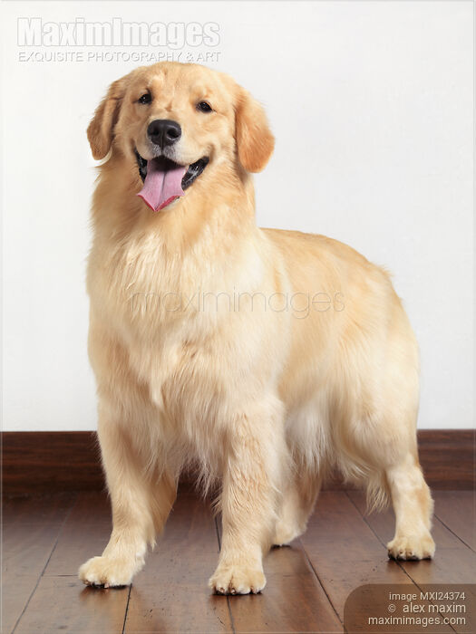 Stock photo of Golden Retriever portrait Buy commercial use license at MaximImages