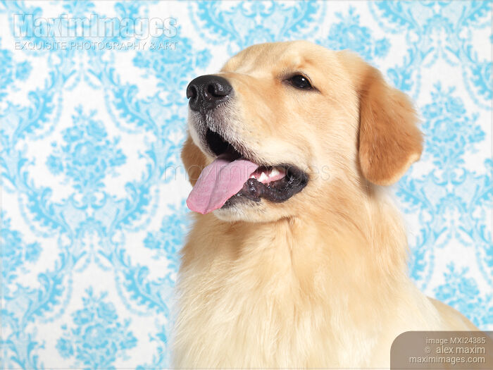 Stock photo of Golden Retriever portrait on blue background Buy commercial use license at MaximImages