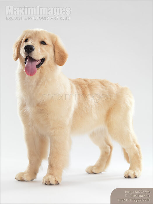 Stock photo of Golden Retriever Puppy Buy commercial use license at MaximImages