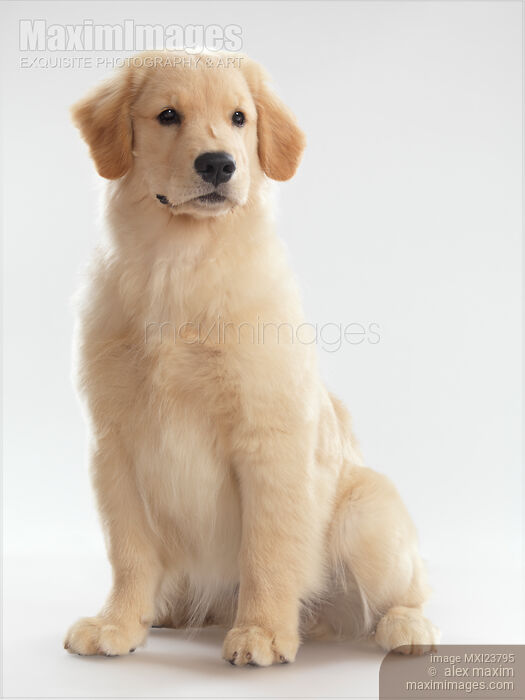 Golden Retriever Puppy Stock photo of Golden Retriever Puppy Buy commercial use license at MaximImages
