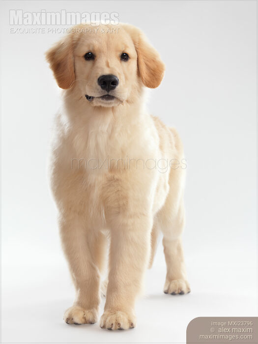 Stock photo of Golden Retriever Puppy Buy commercial use license at MaximImages