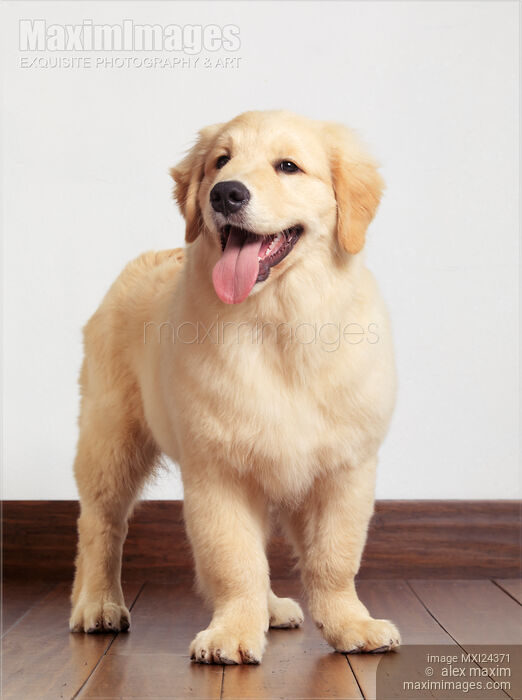 Golden Retriever puppy Stock photo of Golden Retriever puppy Buy commercial use license at MaximImages