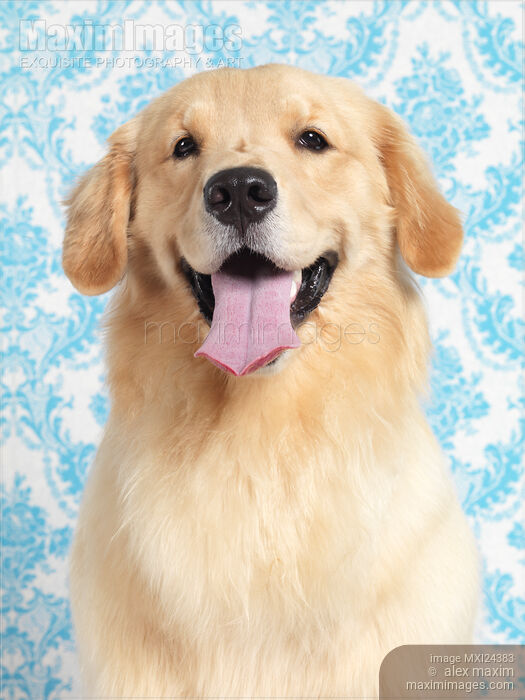 Golden Retriever puppy artistic portrait Stock photo of Golden Retriever puppy artistic portrait Buy commercial use license at MaximImages