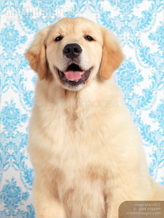 Golden Retriever puppy cute portrait Stock photo of Golden Retriever puppy cute portrait Buy commercial use license at MaximImages