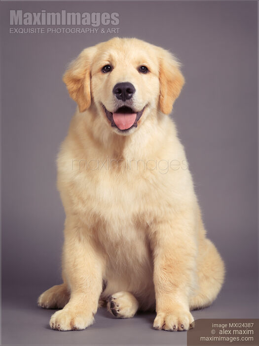 Golden Retriever puppy studio portrait Stock photo of Golden Retriever puppy studio portrait Buy commercial use license at MaximImages