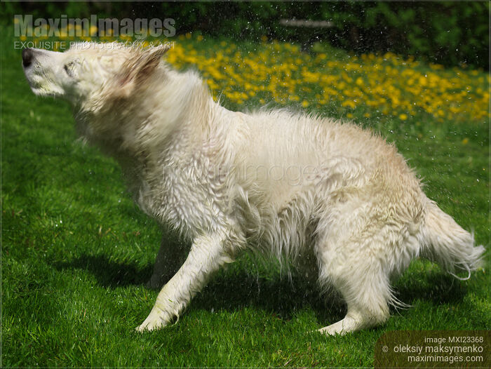 Stock photo of Golden Retriever Shaking Off Water Buy commercial use license at MaximImages