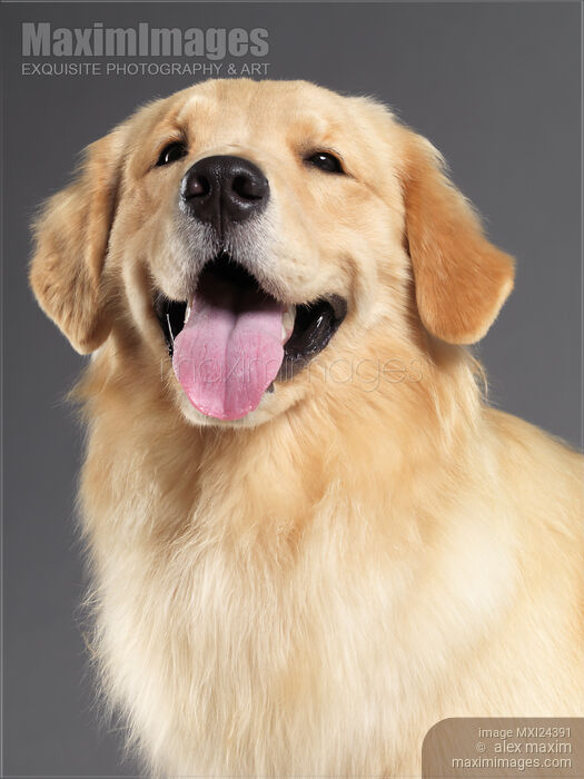 Golden Retriever studio portrait Stock photo of Golden Retriever studio portrait Buy commercial use license at MaximImages