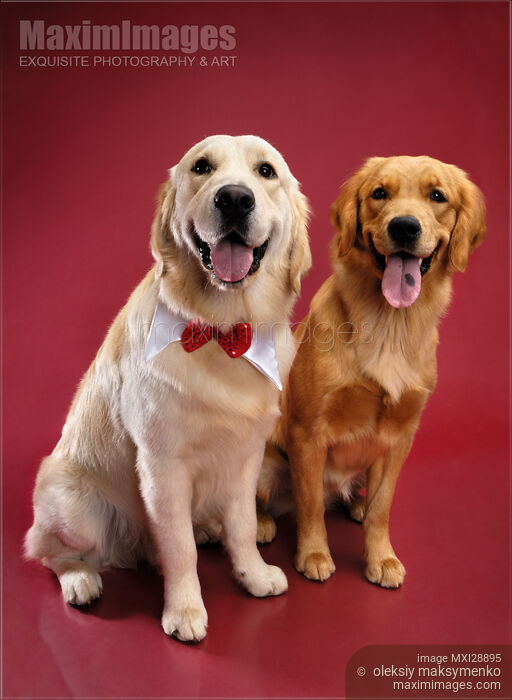 Stock photo of Golden Retrievers Buy commercial use license at MaximImages