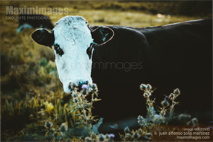Stock photo of Grass fed cow at a farm field in Ireland Buy commercial use license at MaximImages