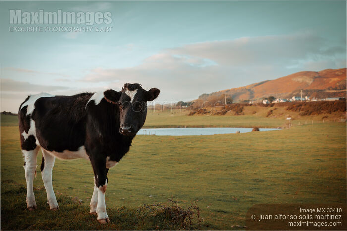 Grass fed cow at a farm field in Ireland nature scenery Stock photo of Grass fed cow at a farm field in Ireland nature scenery Buy commercial use license at MaximImages