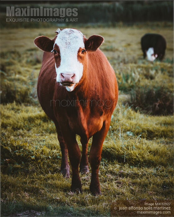Grass fed free-range brown cow at a farm field Stock photo of Grass fed free-range brown cow at a farm field Buy commercial use license at MaximImages