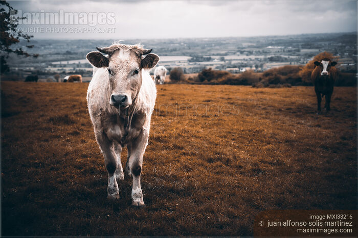 Grass fed free-range white cow at a farm cattle field in Ireland Stock photo of Grass fed free-range white cow at a farm cattle field in Ireland Buy commercial use license at MaximImages