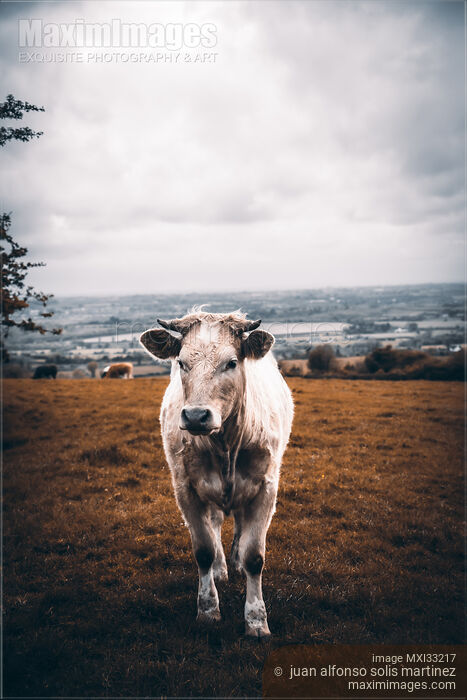 Stock photo of Grass fed free-range white cow at a farm cattle grazing land Buy commercial use license at MaximImages