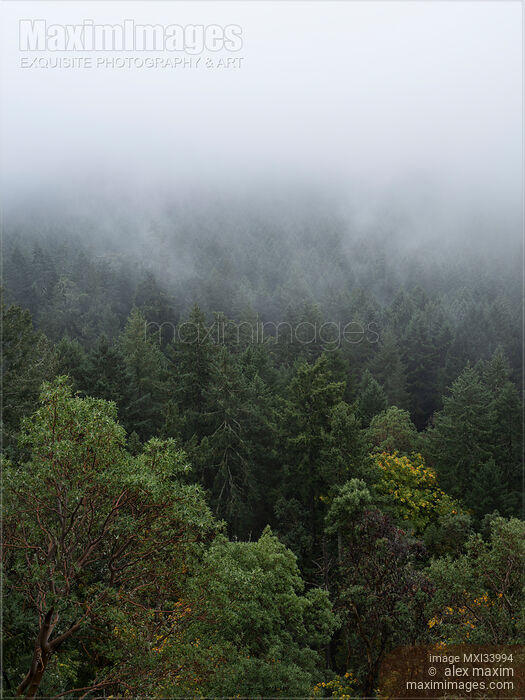Stock photo of Green fir forest covered in fog view from above nature scenery Vancouver Island Buy commercial use license at MaximImages