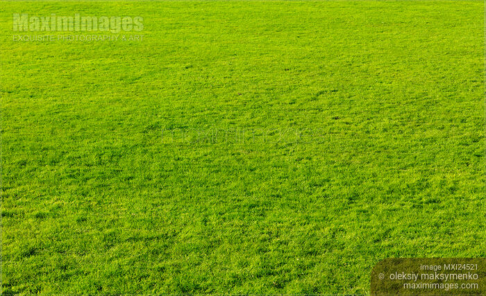Green grass texture background Stock photo of Green grass texture background Buy commercial use license at MaximImages