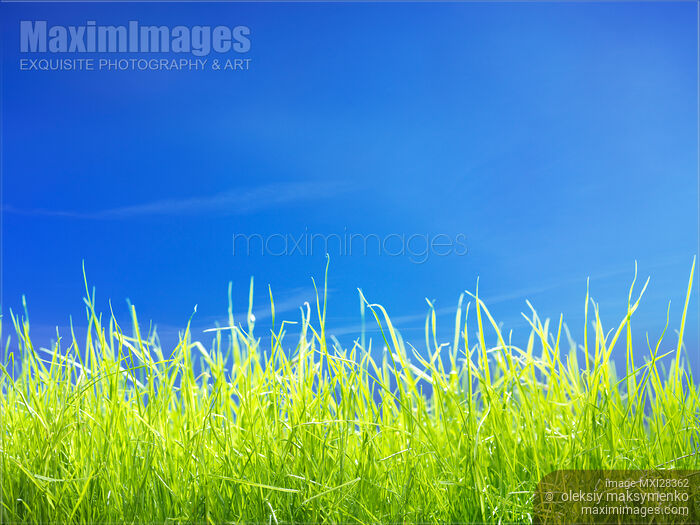 Stock photo of Green lawn grass under blue sky Buy commercial use license at MaximImages