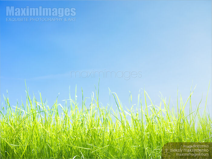 Stock photo of Green lawn grass under bright blue sky Buy commercial use license at MaximImages