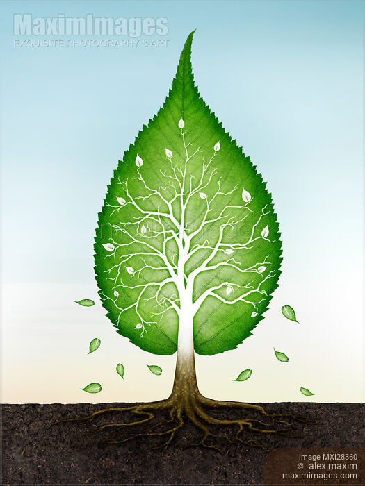 Green leaf shaped tree growing from earth concept Stock image of Green leaf shaped tree growing from earth concept Buy commercial use license at MaximImages