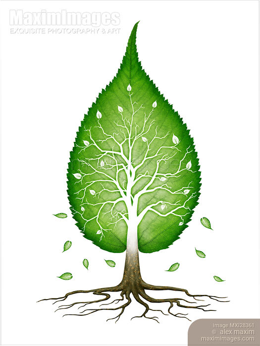 Stock image of Green leaf shaped tree nature fractals concept Buy commercial use license at MaximImages
