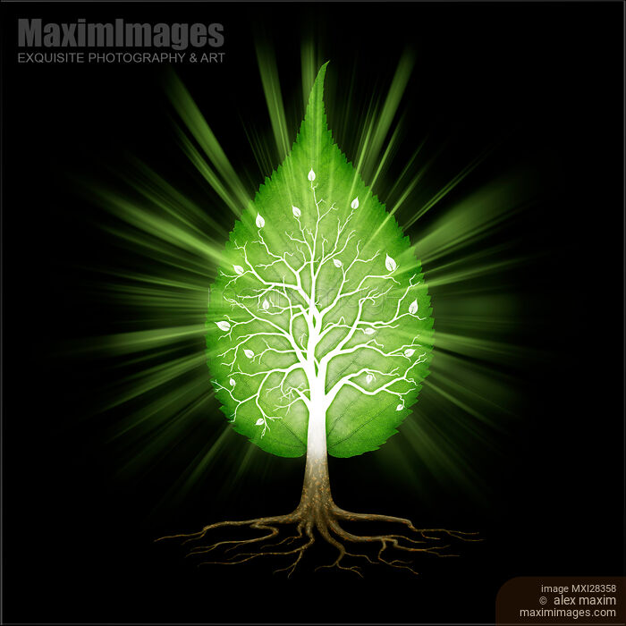 Stock image of Green leaf shaped tree nature fractals concept on black background Buy commercial use license at MaximImages