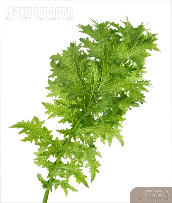 Stock photo of Green Mizuna leaf Japanese Wasabi mustard closeup isolated on white Buy commercial use license at MaximImages