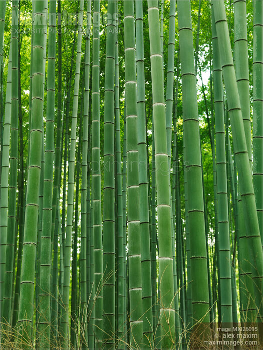 Photo of Green stems of bamboo forest