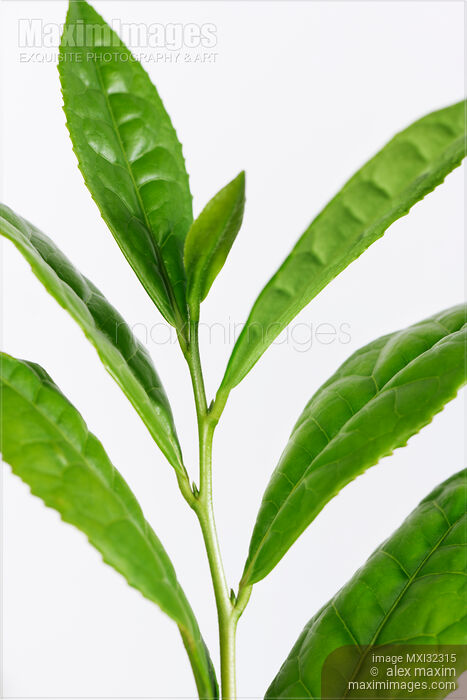 Green Tea leaves Camellia sinensis closeup of plant Stock photo of Green Tea leaves Camellia sinensis closeup of plant Buy commercial use license at MaximImages