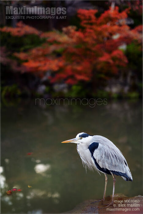 Stock photo of Grey heron standing by the pond in fall nature scenery Buy commercial use license at MaximImages