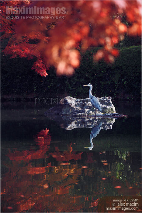 Grey heron standing in a pond in autumn nature scenery Stock photo of Grey heron standing in a pond in autumn nature scenery Buy commercial use license at MaximImages
