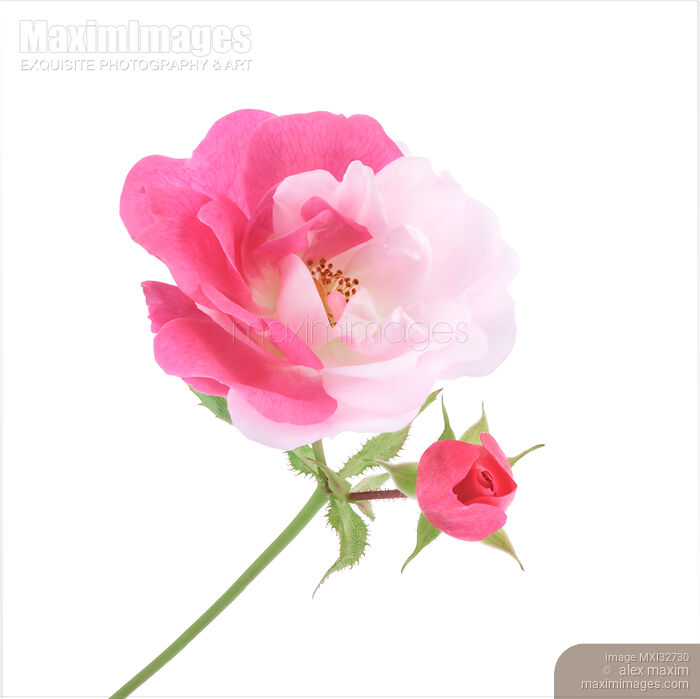 Half pink half white Damask Rose bi-color sporting flower and a bud on a stem isolated on white background Stock photo of Half pink half white Damask Rose bi-color sporting flower and a bud on a stem isolated on white background Buy commercial use license at MaximImages