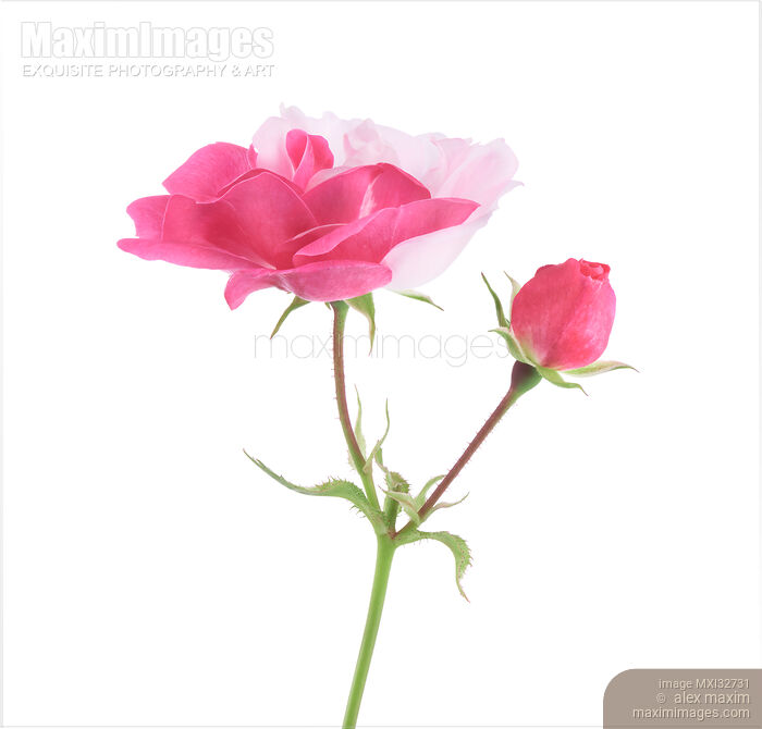 Half pink half white Damask Rose flower and a bud on a branch isolated on white Stock photo of Half pink half white Damask Rose flower and a bud on a branch isolated on white Buy commercial use license at MaximImages