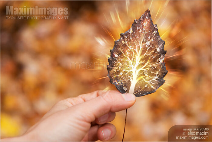 Stock photo of Hand holding leaf with tree inside nature fractals concept Buy commercial use license at MaximImages