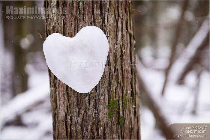Stock photo of Heart made of snow on a tree Buy commercial use license at MaximImages