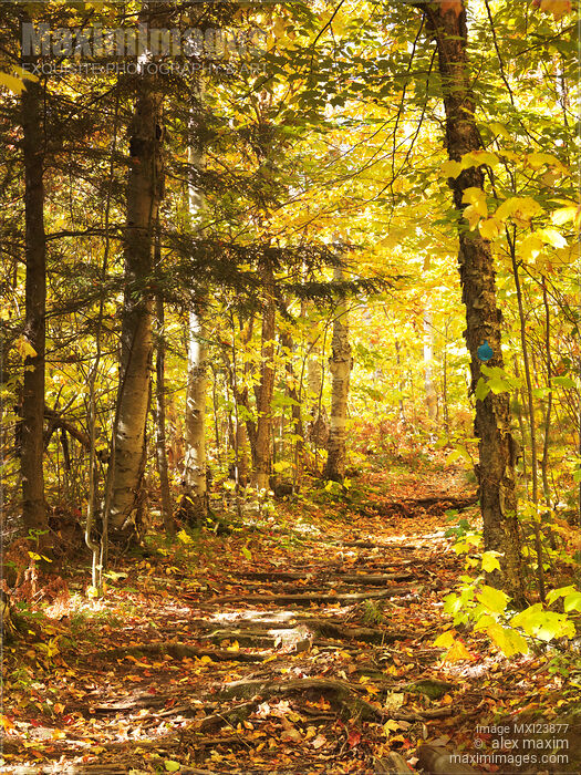 Stock photo of Hiking Trail in a Park Buy commercial use license at MaximImages