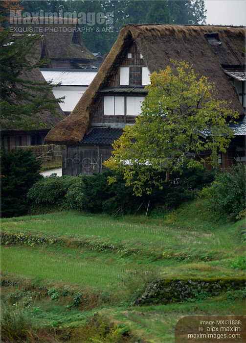 Stock photo of Historic Japanese Gassho houses and rice paddies in a rural scenery of Ainokura village Buy commercial use license at MaximImages