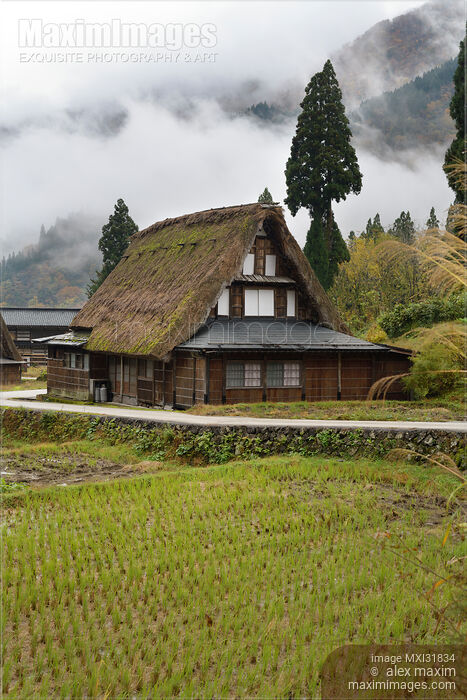 Stock photo of Historic Japanese Gasshou house and rice paddies in a foggy rural scenery of Ainokura village Buy commercial use license at MaximImages
