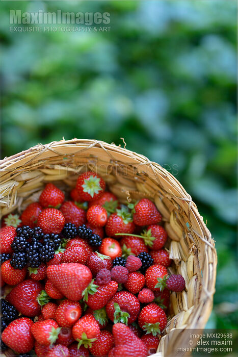 Home grown strawberries and other berries in a basket Stock photo of Home grown strawberries and other berries in a basket Buy commercial use license at MaximImages