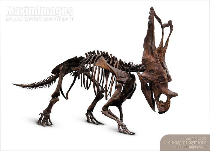 Stock photo of Horned Dinosaur Skeleton Buy commercial use license at MaximImages