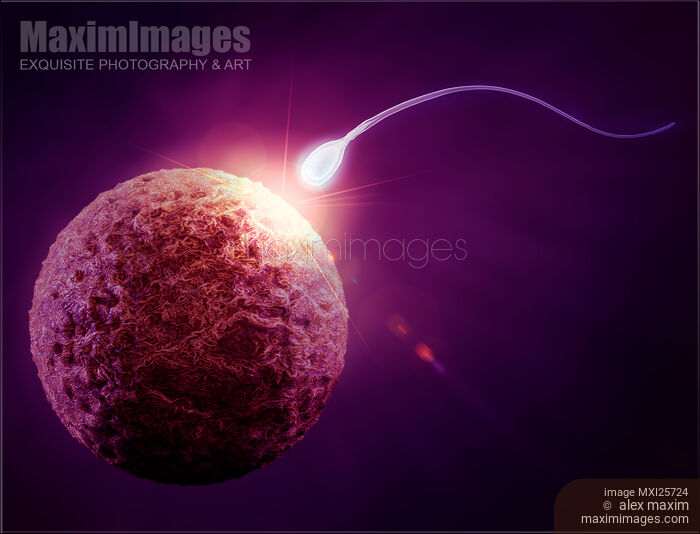 Human egg and sperm Fertilization concept Stock image of Human egg and sperm Fertilization concept Buy commercial use license at MaximImages