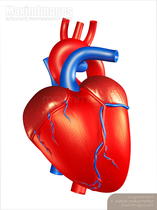 Human Heart 3D Illustration Stock image of Human Heart 3D Illustration Buy commercial use license at MaximImages