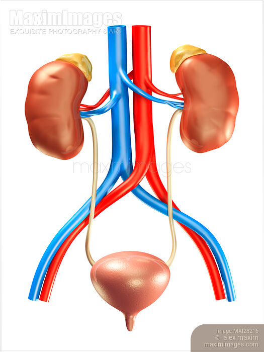 Human kidneys and bladder illustration Stock image of Human kidneys and bladder illustration Buy commercial use license at MaximImages