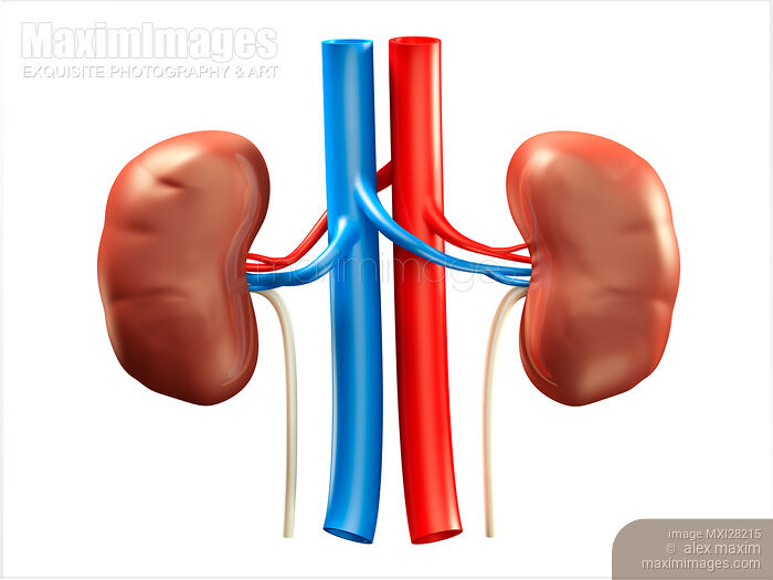Stock image of Human kidneys illustration Buy commercial use license at MaximImages