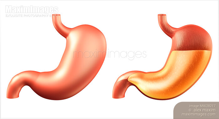Stock image of Human stomach and stomach acid illustration Buy commercial use license at MaximImages
