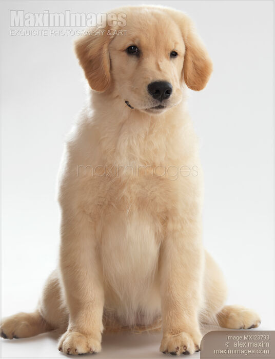 Humorous Photo of Golden Retriever Puppy Stock photo of Humorous Photo of Golden Retriever Puppy Buy commercial use license at MaximImages