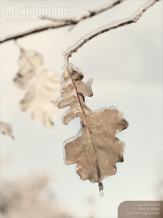 Stock photo of Ice covered oak leaves Buy commercial use license at MaximImages