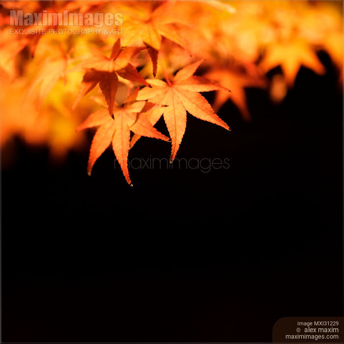 Illuminated red Japanese maple tree leaves closeup on black Stock photo of Illuminated red Japanese maple tree leaves closeup on black Buy commercial use license at MaximImages