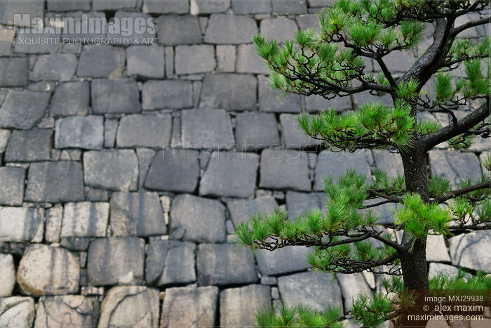 Japanese black pine tree branches on stone wall background Stock photo of Japanese black pine tree branches on stone wall background Buy commercial use license at MaximImages