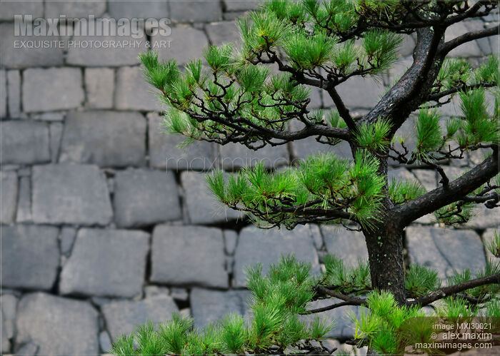 Japanese black pine tree branches on stone wall background Stock photo of Japanese black pine tree branches on stone wall background Buy commercial use license at MaximImages