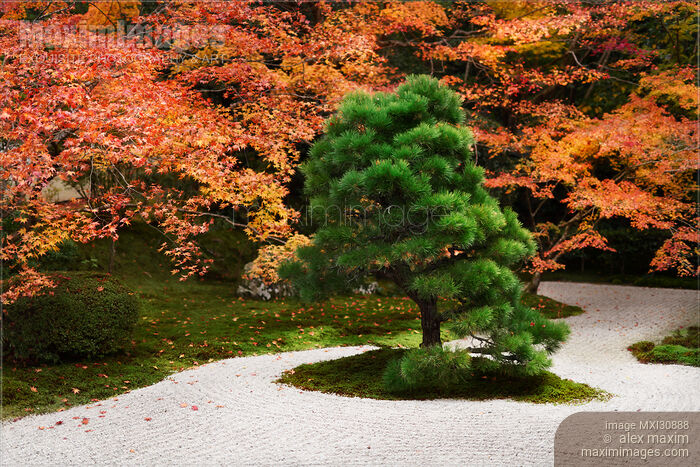 Japanese black pine tree Tenjuan Temple Zen Garden in fall scenery Stock photo of Japanese black pine tree Tenjuan Temple Zen Garden in fall scenery Buy commercial use license at MaximImages